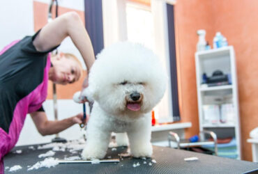 Heat stress in the grooming saloon